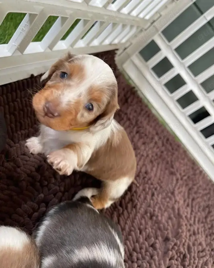Liebenswerter Hund zu verkaufen   gesund, intelligent und ein toller Begleiter
