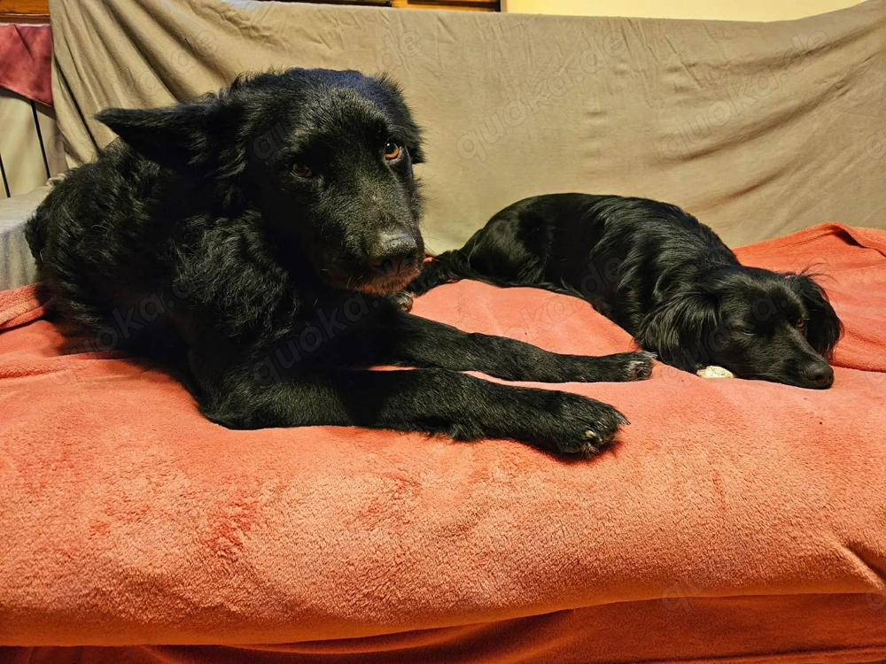 Traumhund Otto sucht sein eigenes Körbchen