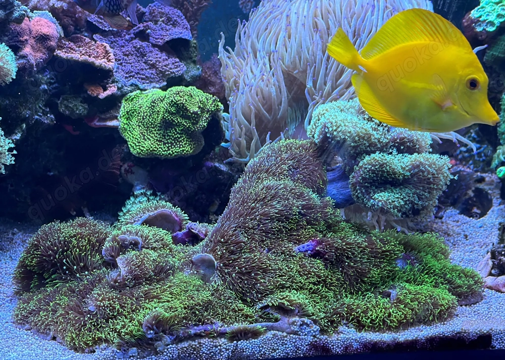 Großer Stein mit Briareum hamrum + Sarcophyton 