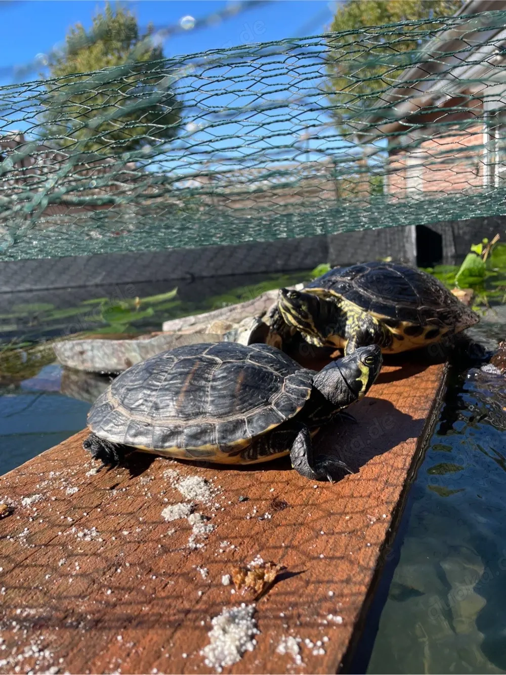 Suche Schildkröte 
