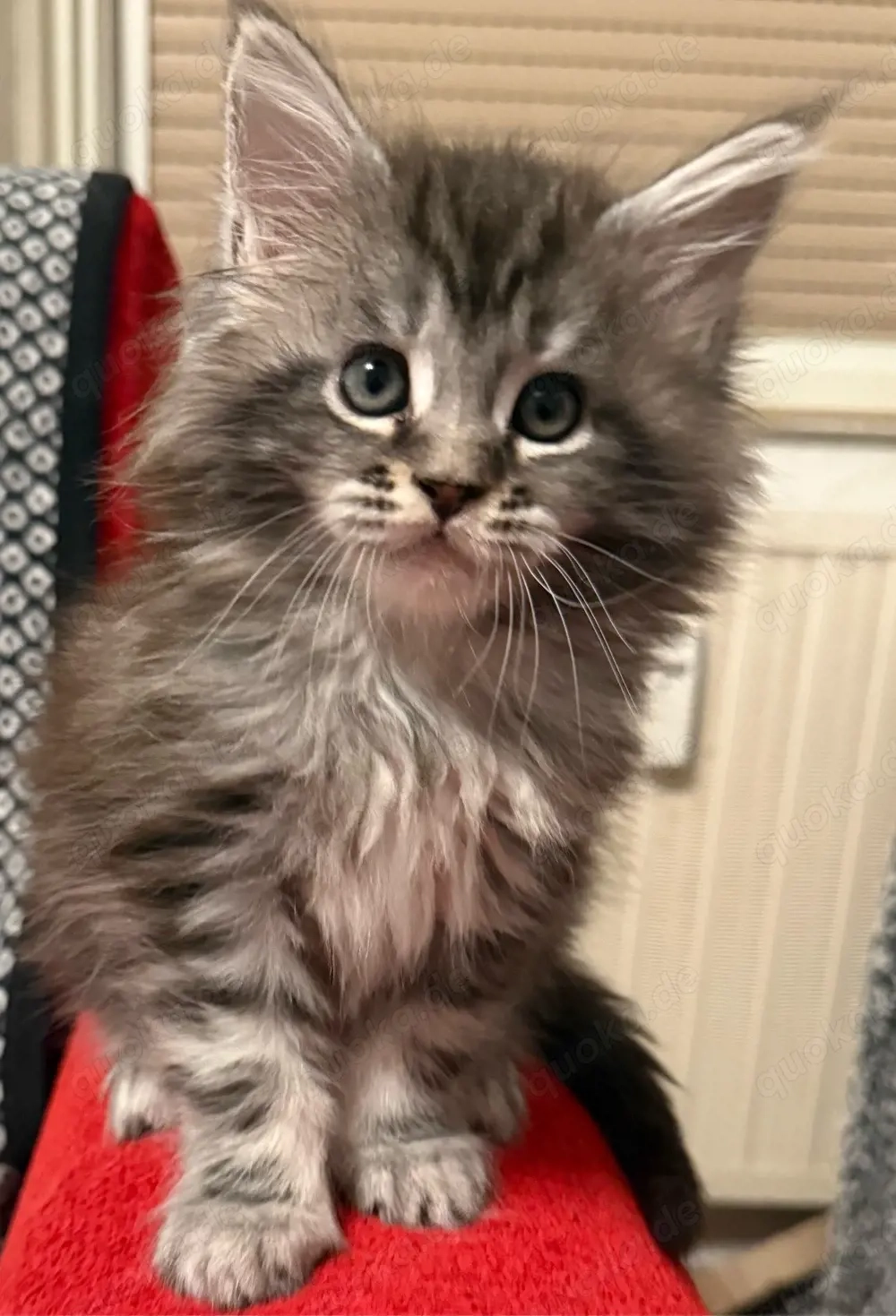 Ein kleiner Blick, ein großes Herz   Maine coon sucht dich!