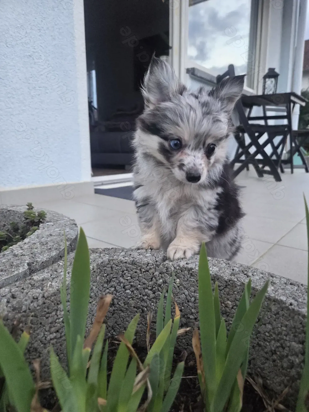 Pomchi-Welpen in Merle-Färbung 