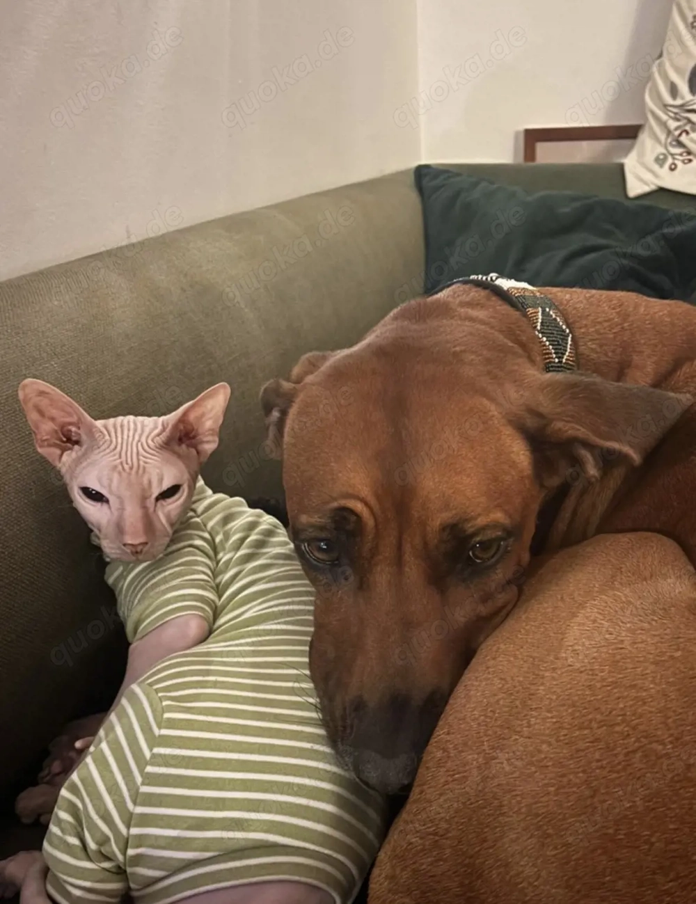 SUCHEN ältere Sphynx Katze 