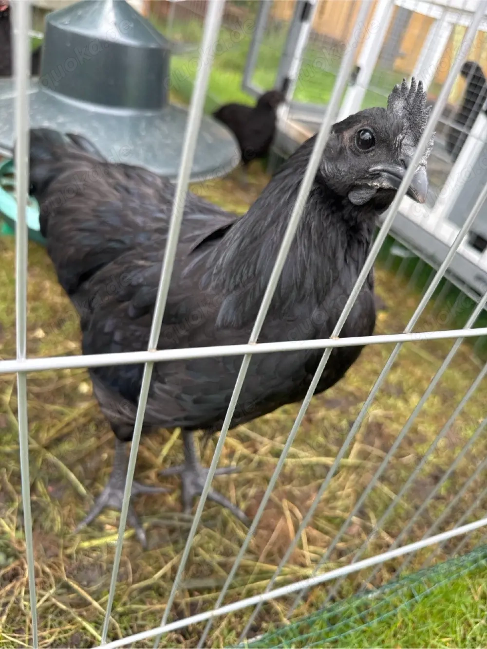 Ayam Cemani Hahn