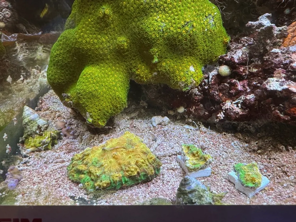 chalice master koralle 