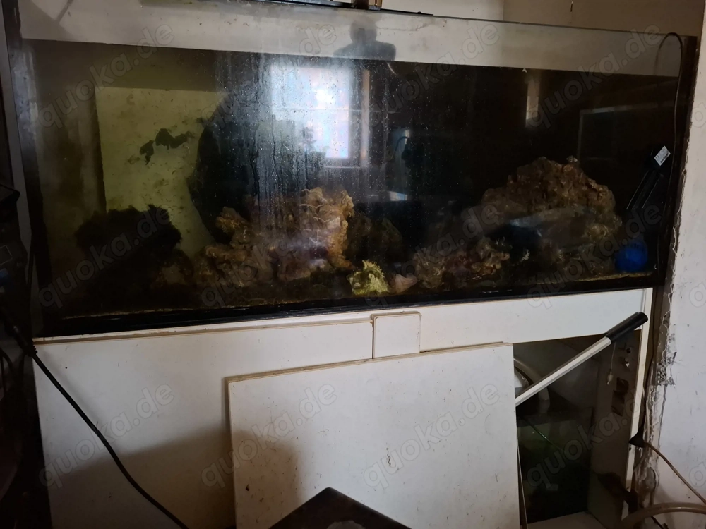 Meerwasser Aquarium 