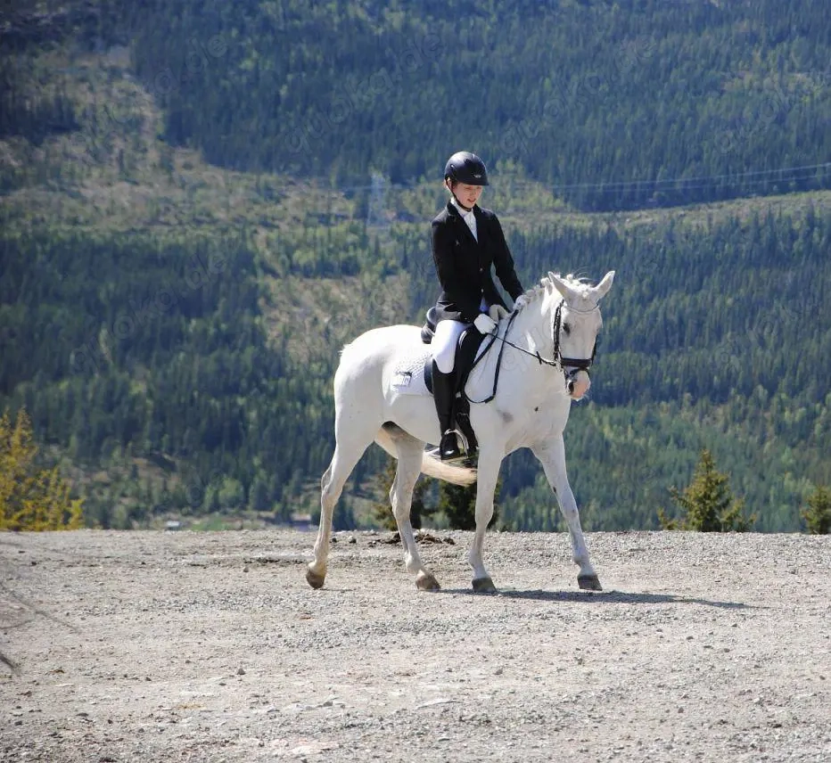 fantastisches Pony mit schwerem Herzen gegeben!