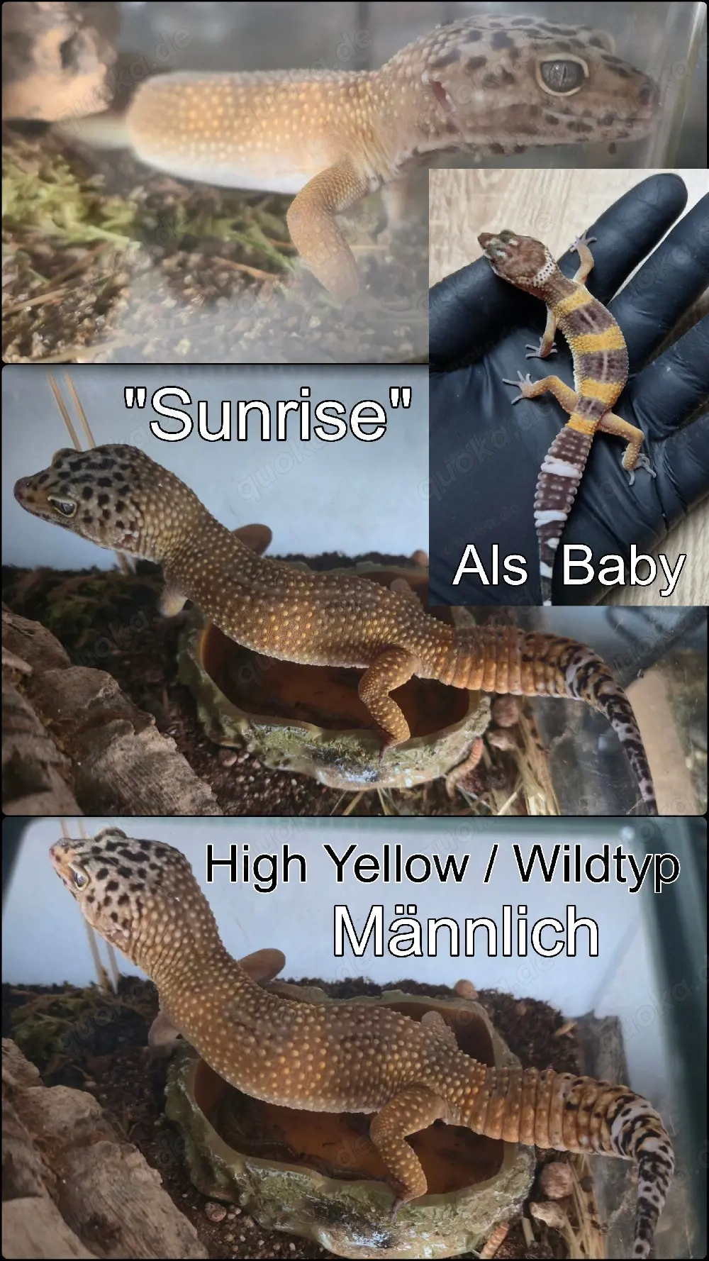 Leopardgecko High Yellow Männchen 