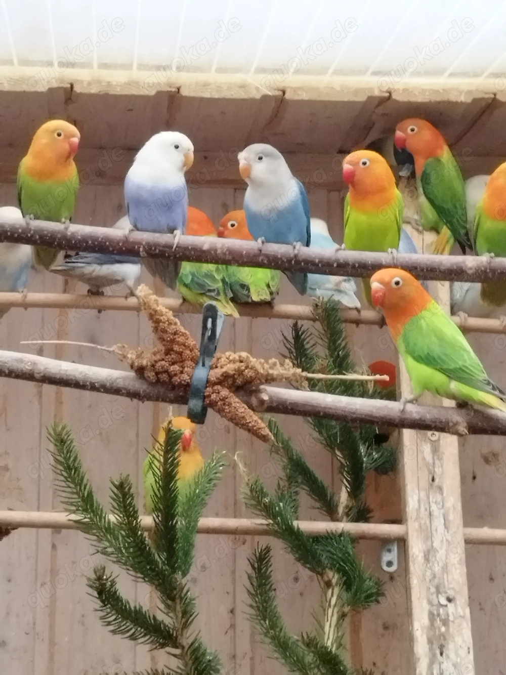 Ganz tolle junge Pfirsichköpfchen!!!