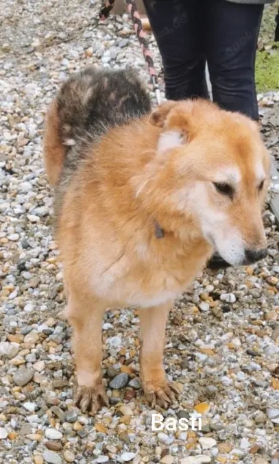 Der ruhige Basti (8) wünscht sich ein tolles Zuhause und Gras unter seinen Pfoten *Kroatien*