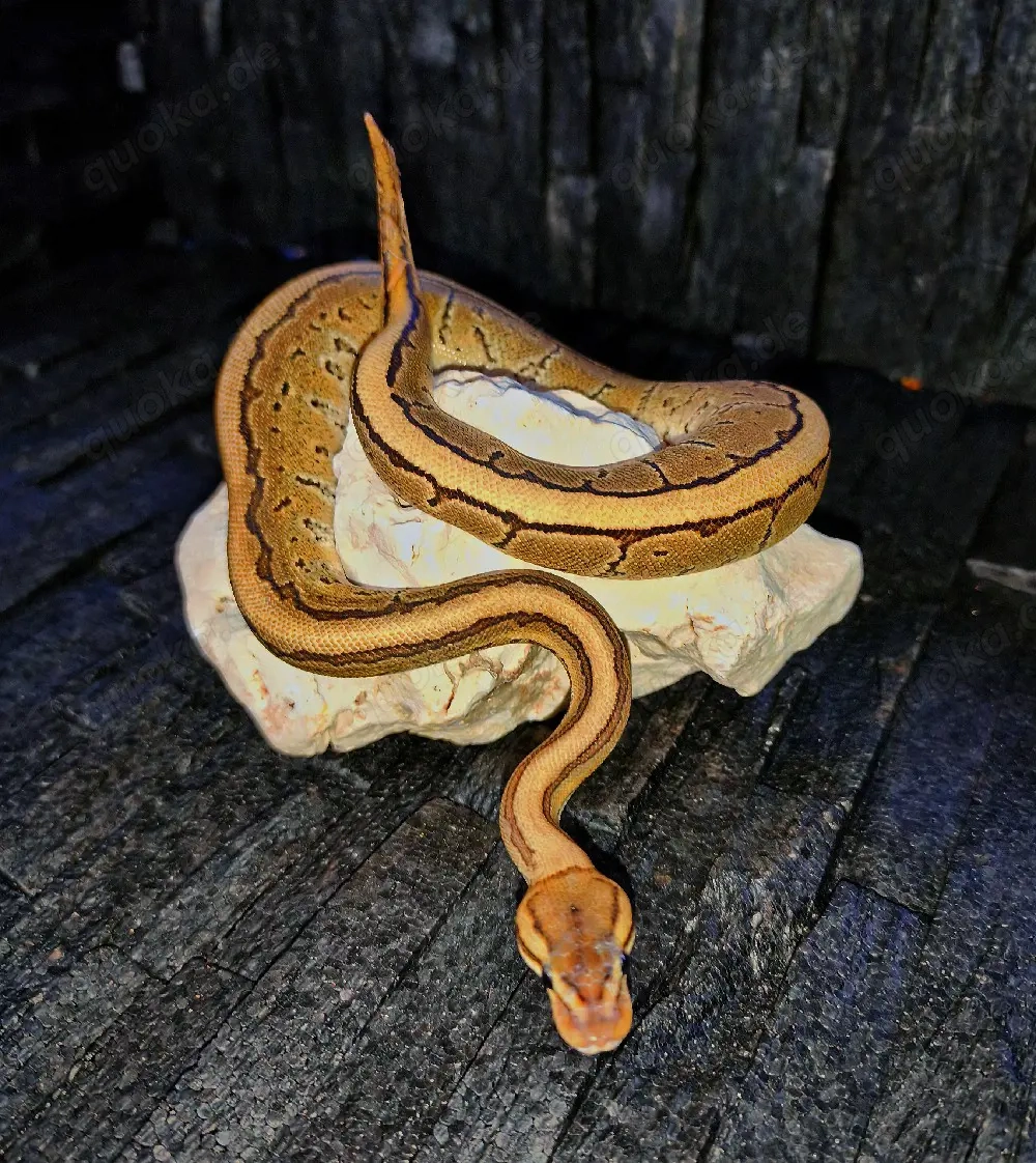 Für Hamm! 0.1 Fire Pinstripe het clown