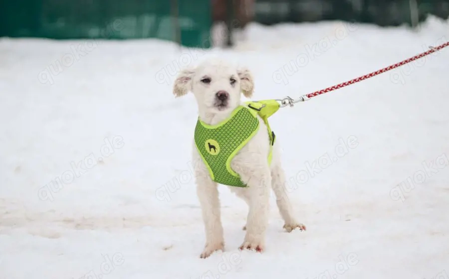 Shane - süßer Hundebub