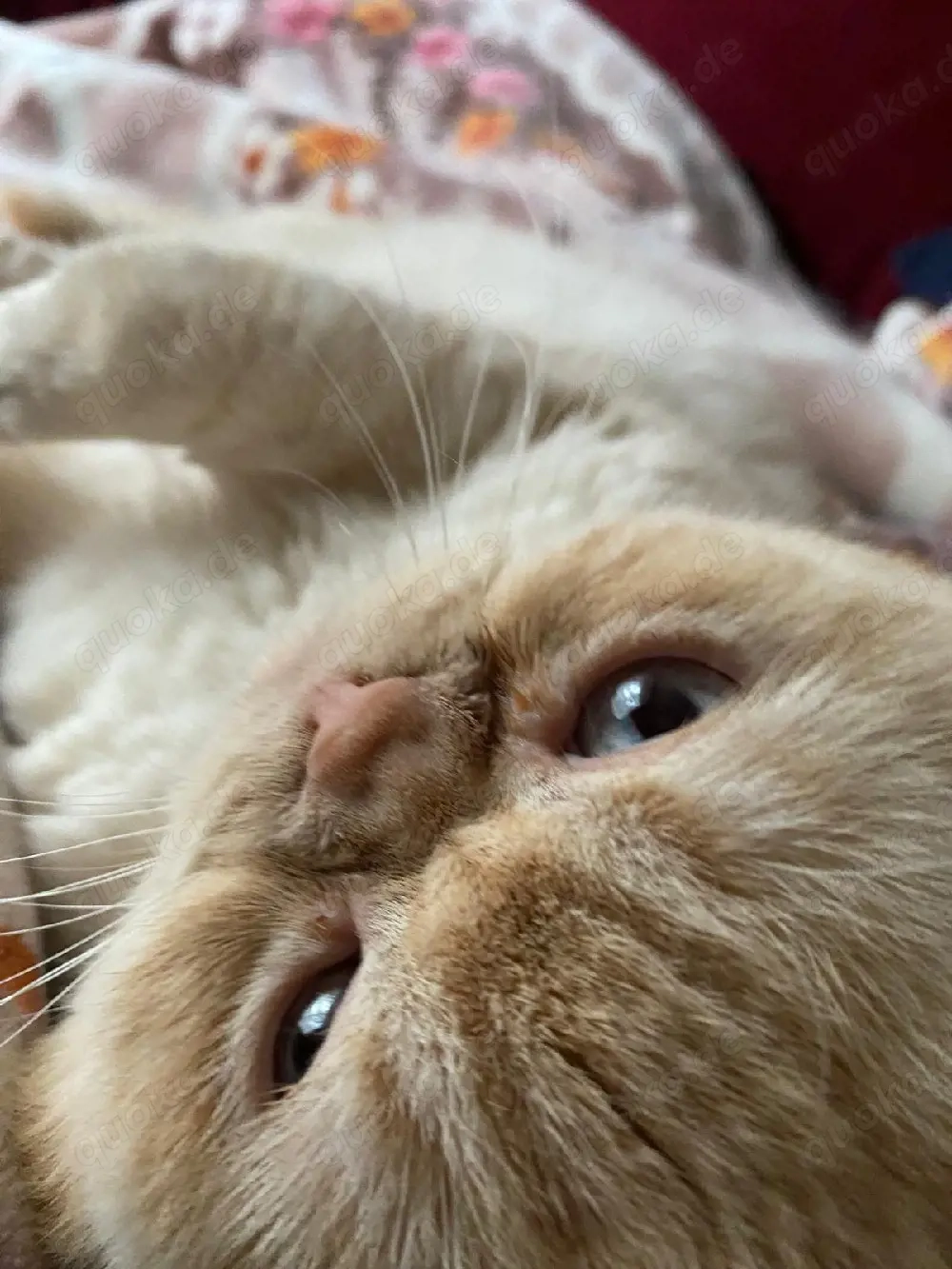 BKH Deckkater mit Erfahrung 
