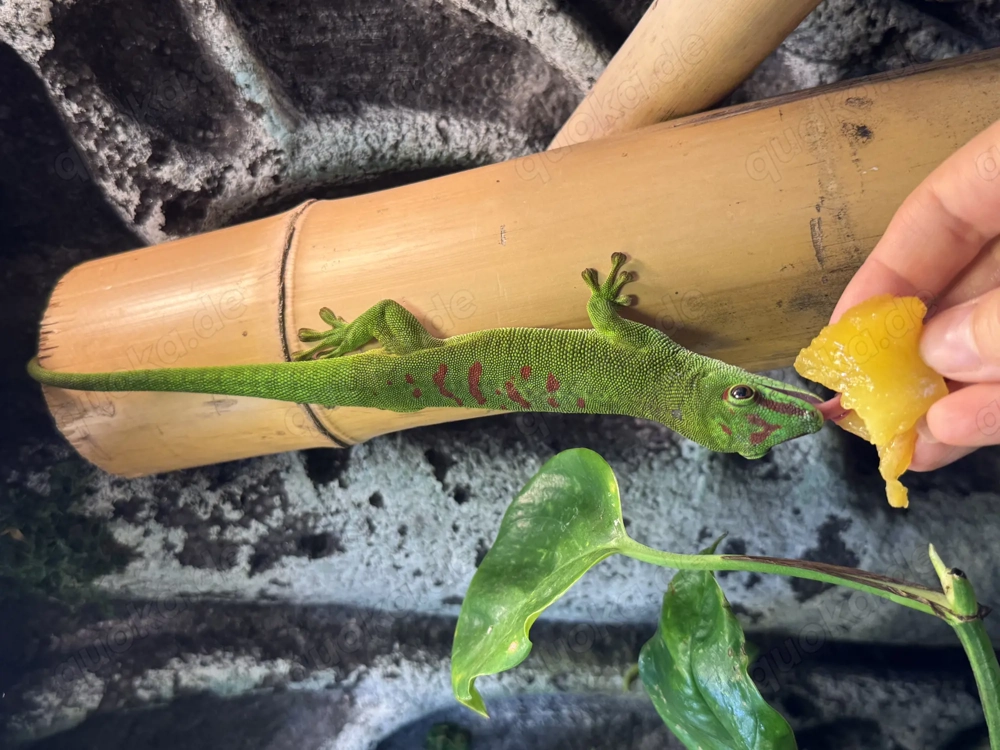 Tausche Madagaskar Taggecko Männchen gegen Weibchen Phelsuma Granids