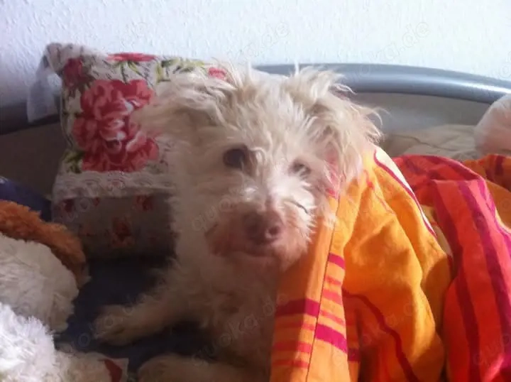 Liebevolle Hundebetreuung