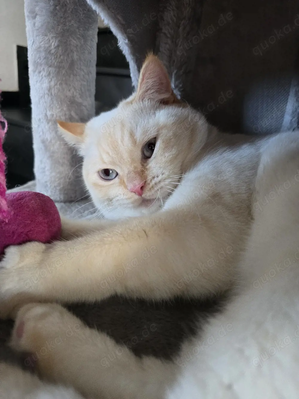 BKH Deckkater Red Point.                  