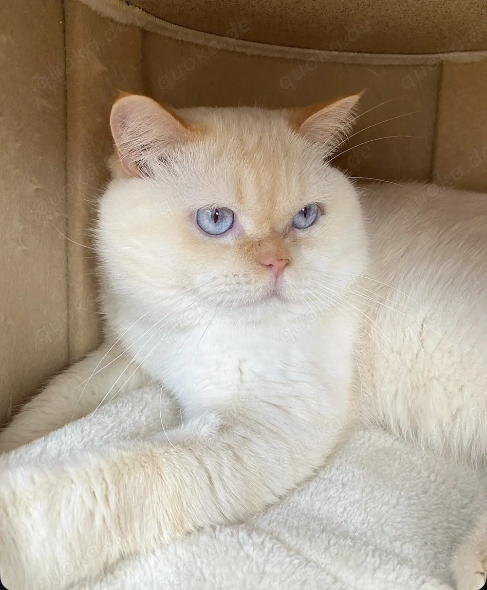 DECKKATER PROFI BKH Red Point trägt Chocolate und Verdünnung Stammbaum Blaue Augen