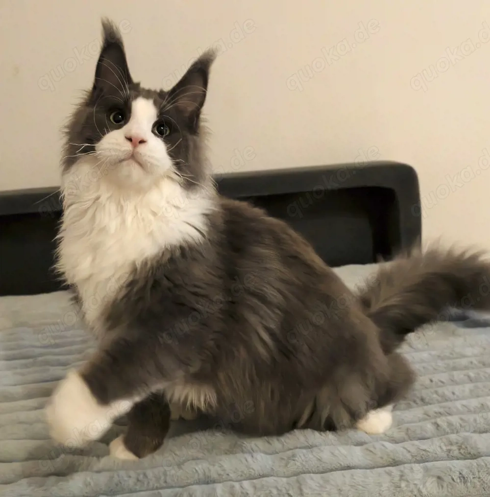 Maine Coon wunderschöne Katerchen