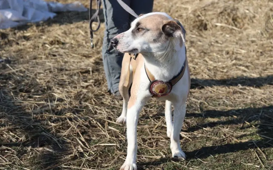 Fröhliche junge Betsy sucht Zuhause