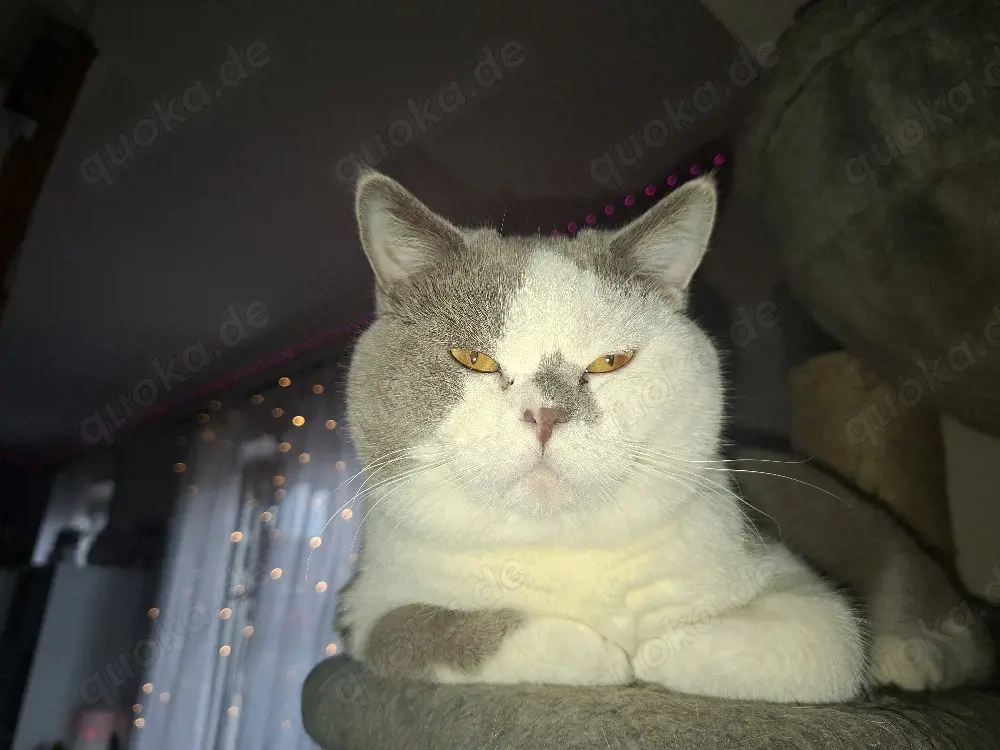 Wunderschöner reinrassiger Britisch Kurzhaar Deckkater in Lilac-White