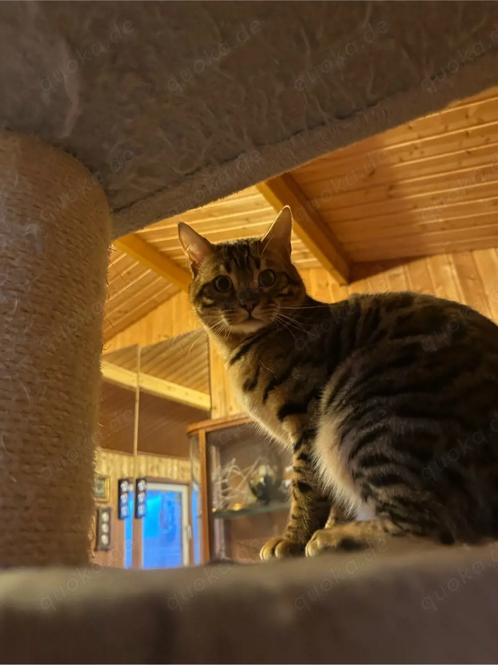 Bengal Kater sucht neues zuhase 