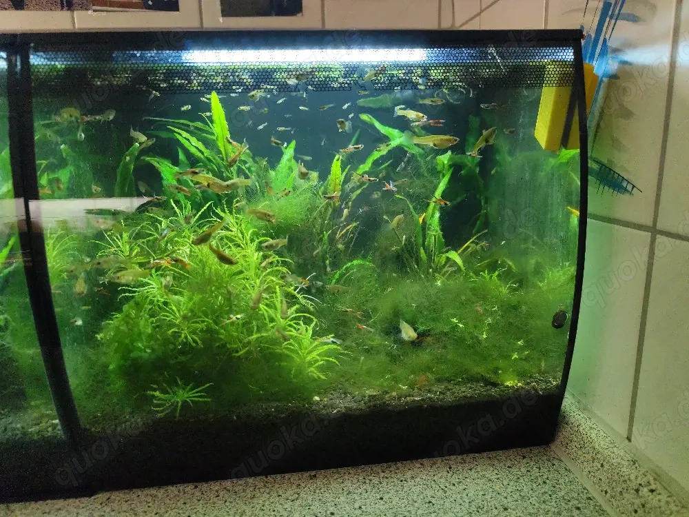 Endler Guppy Babys, 50 Cent 