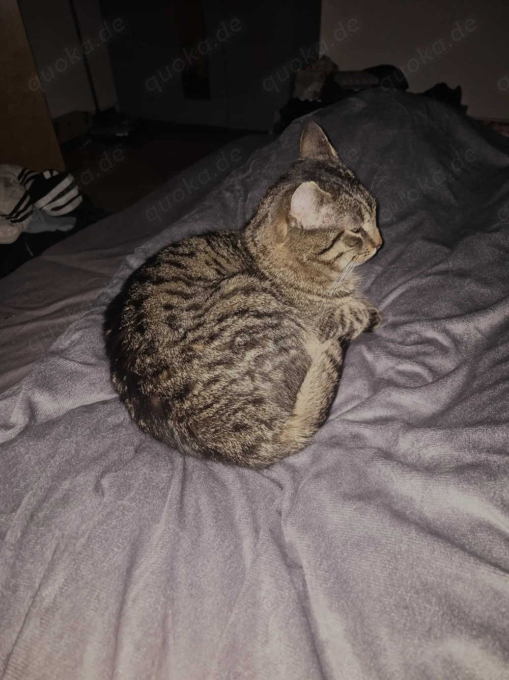 Liebevoller Kater Rocky (1 Jahr) sucht neues Zuhause 
