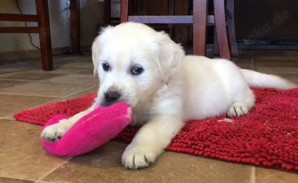 Wunderschöne Golden-Retriever-Welpen (3 Monate alt) ab sofort in liebevolle Hände abzugeben.