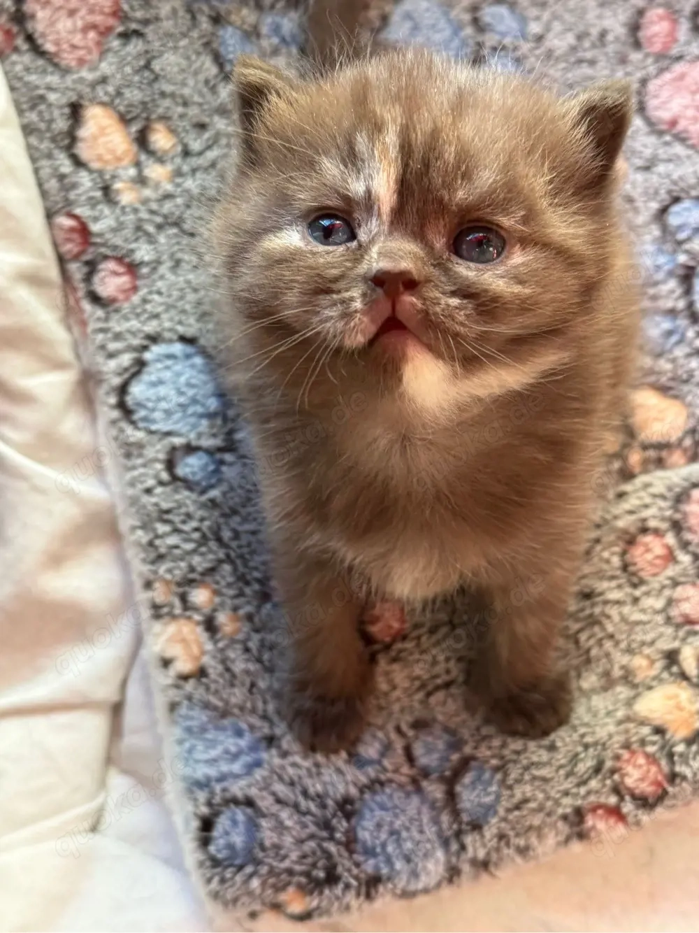 süßer reinrassiger BKH