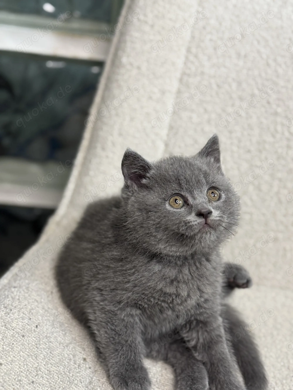 Drei charmante BKH-Kitten suchen ein liebevolles Zuhause