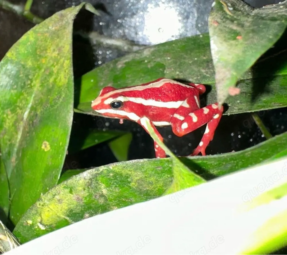 Pfeilgiftfrösche Nachzuchten  '24 & '25