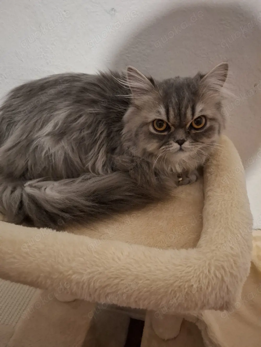 Britisch langhaar Katze 