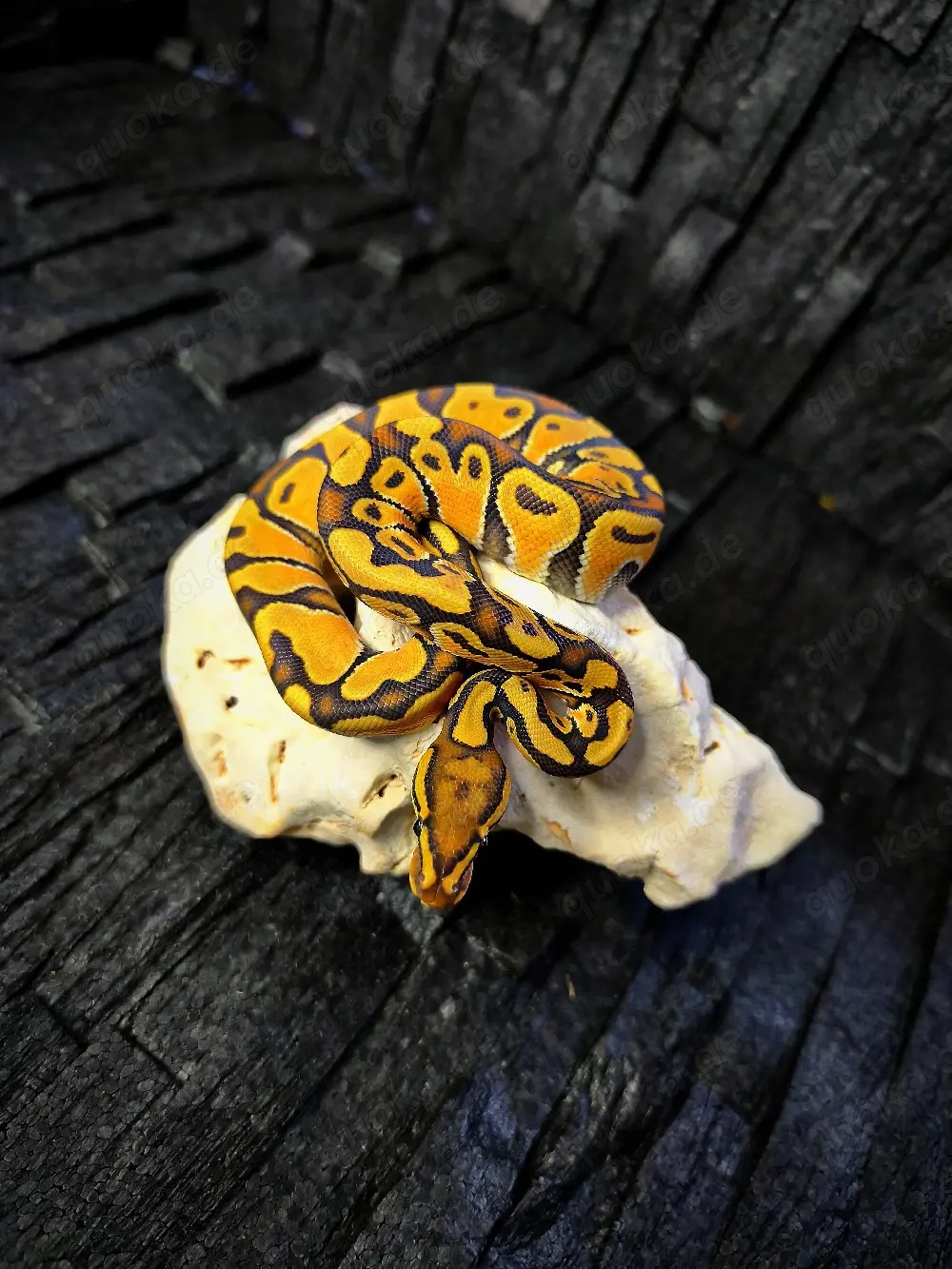 Biete 2 sehr schöne KÖNIGSPYTHONS! 2.0 Enchi Hypo (Ghost) het. clown het. rainbow