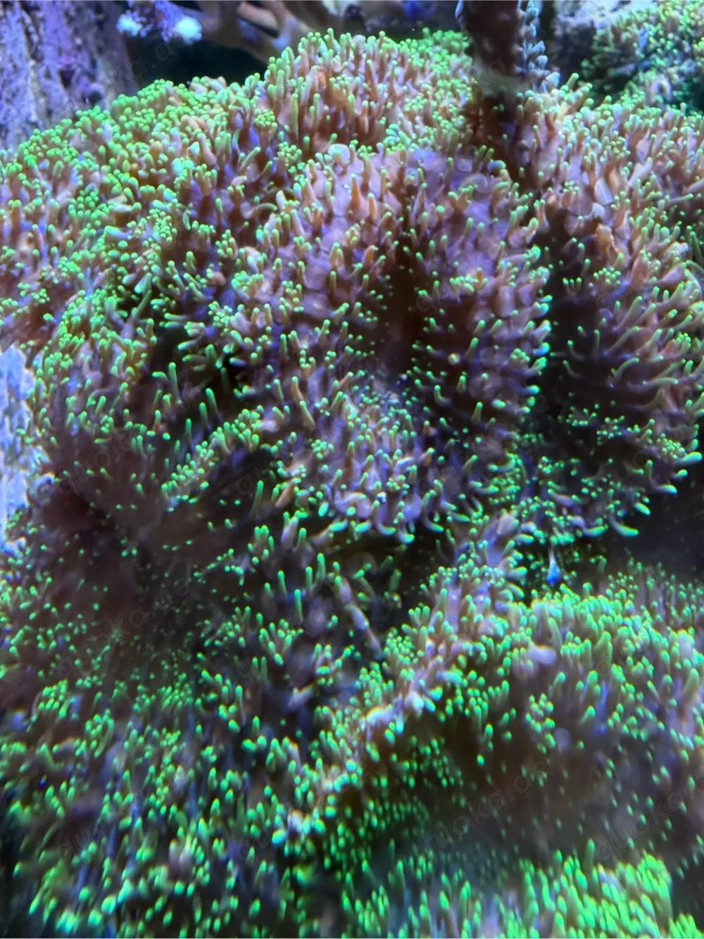 Mega grüne Anemonen 