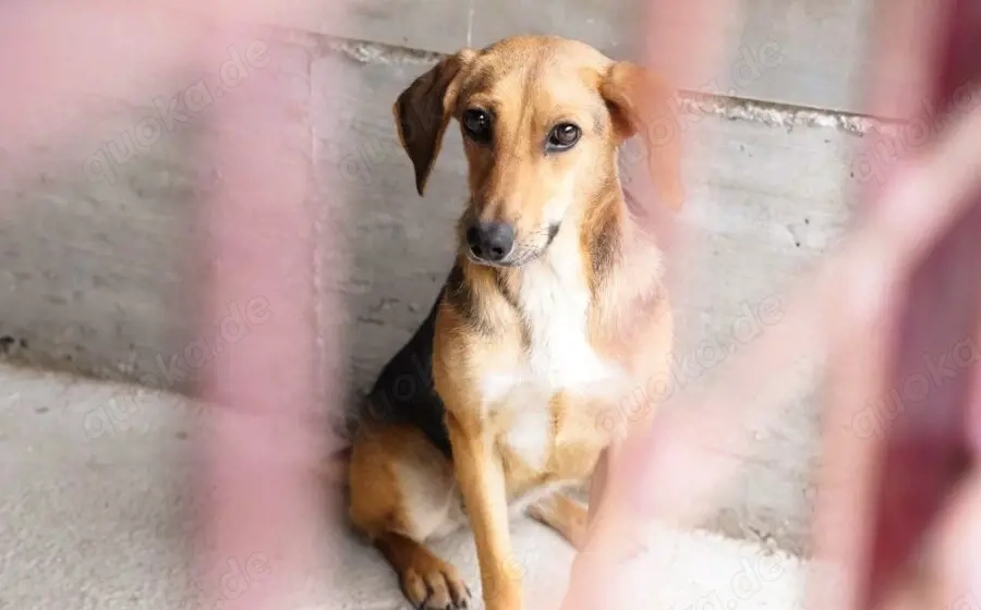 Zartes Gretchen sucht Schutzzone