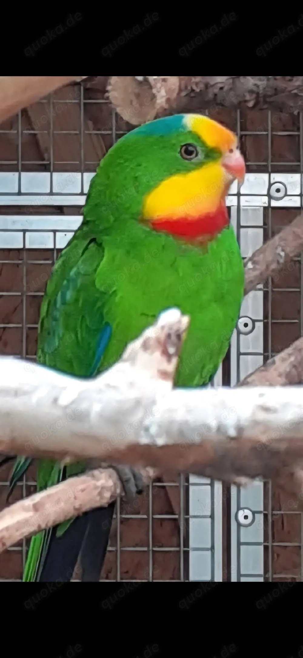 Barrabandsittich   Schildsittich 