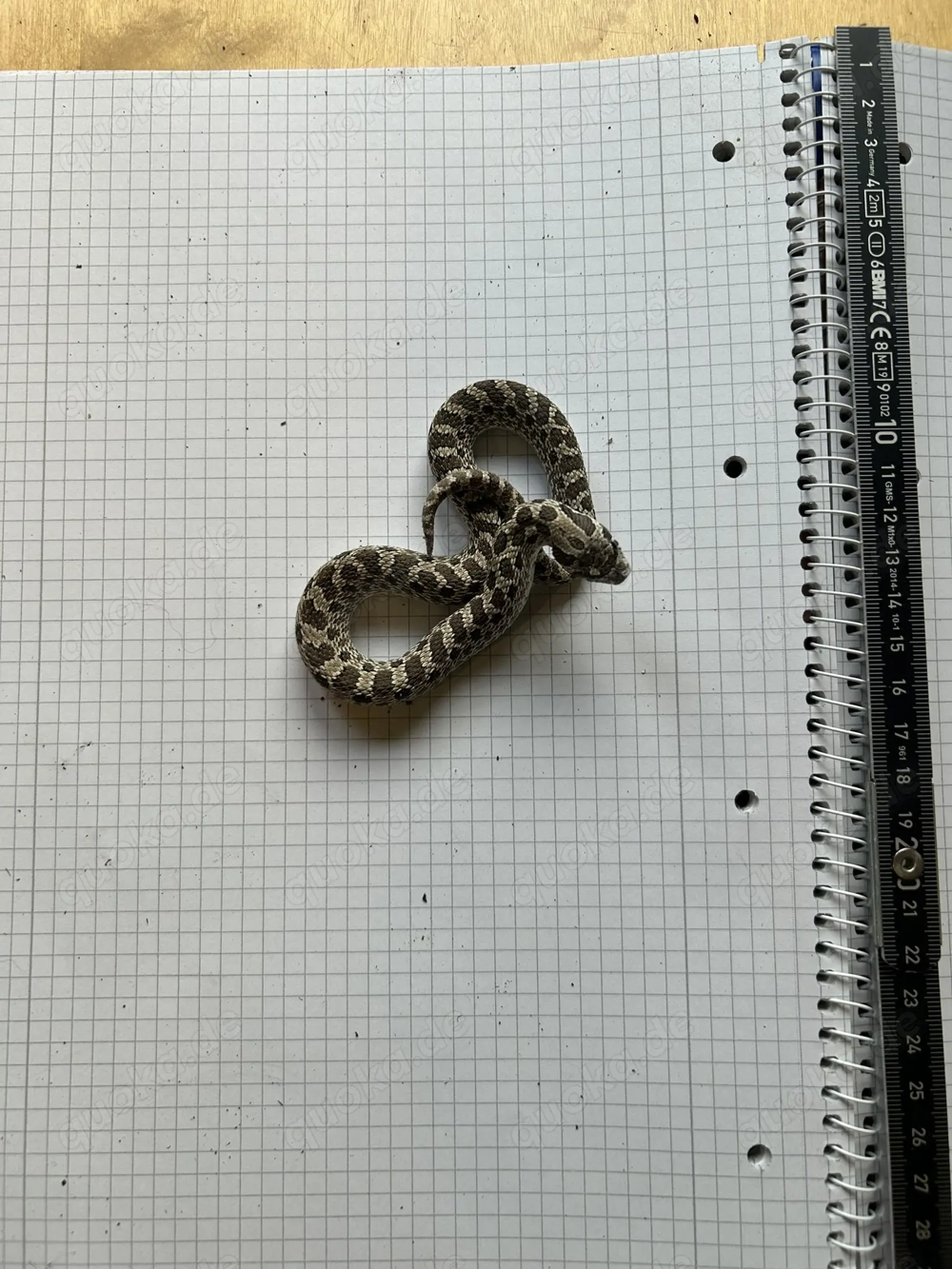 Hakennasennatter Heterodon nasicus