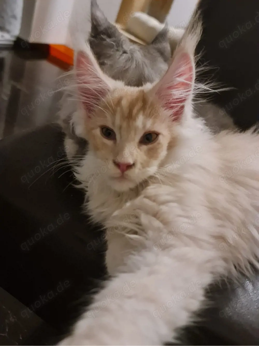    Bezaubernder Kater (geb. 05.09.25) mit Stammbaum sucht sein Glück   