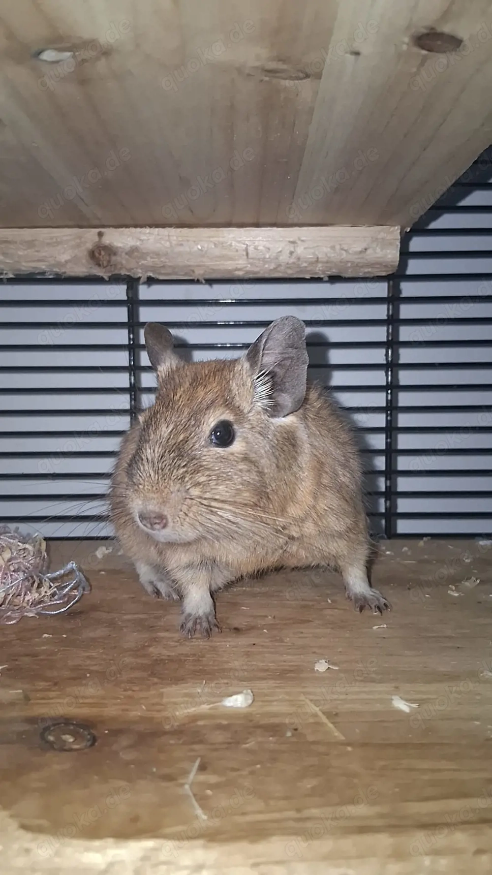 3 männliche Degus zu verkaufen 