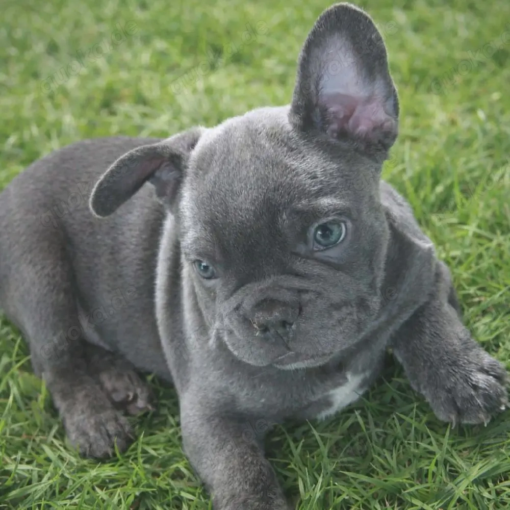 Französische Bulldogge