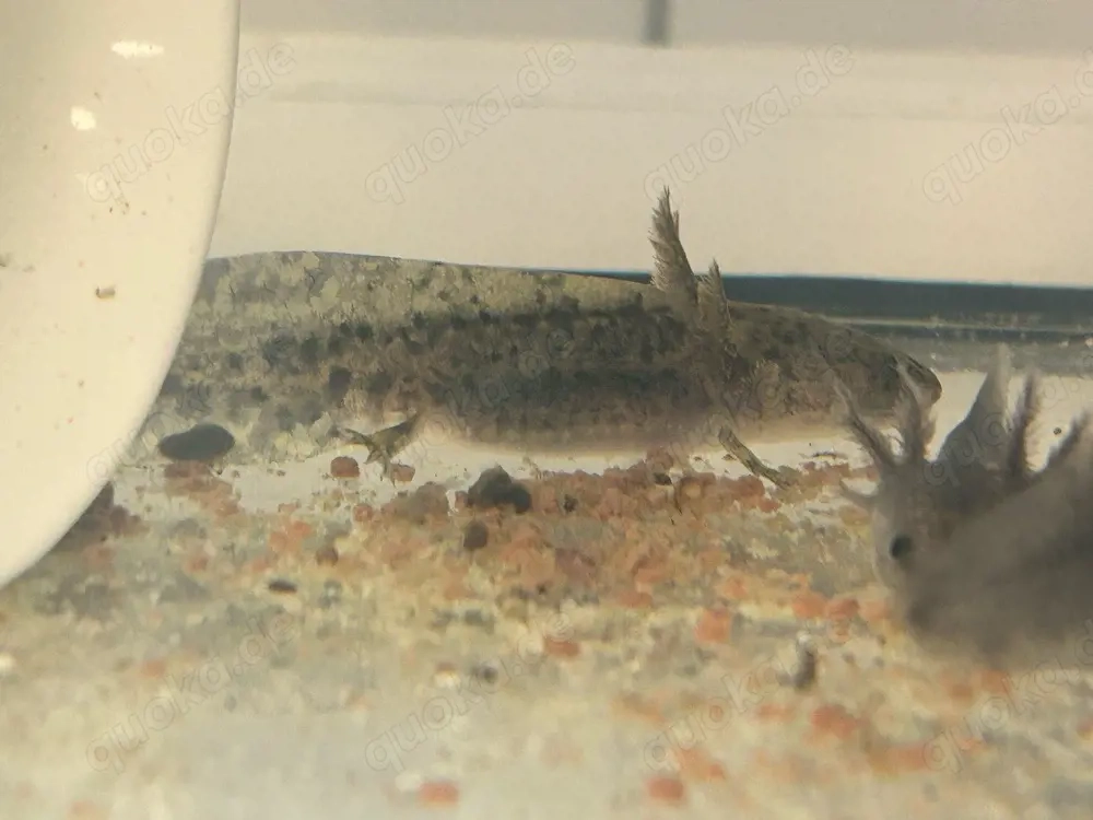 Junge Axolotl