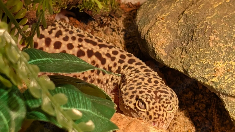 Leopardgecko Weibchen 2020 (Albino trägerin)
