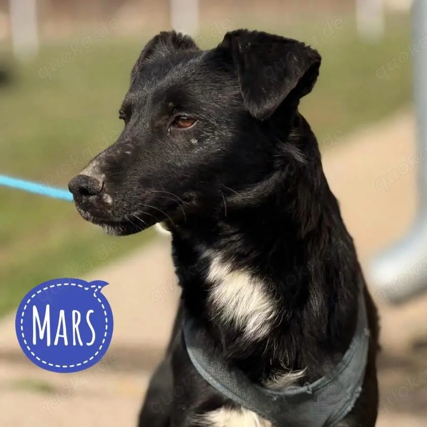 Mars, verspielter und fröhlicher Patterdale oder Deutscher Jagdterrier Mix