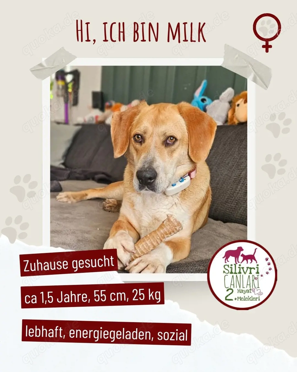 Die lebhafte Milk sucht ein Zuhause