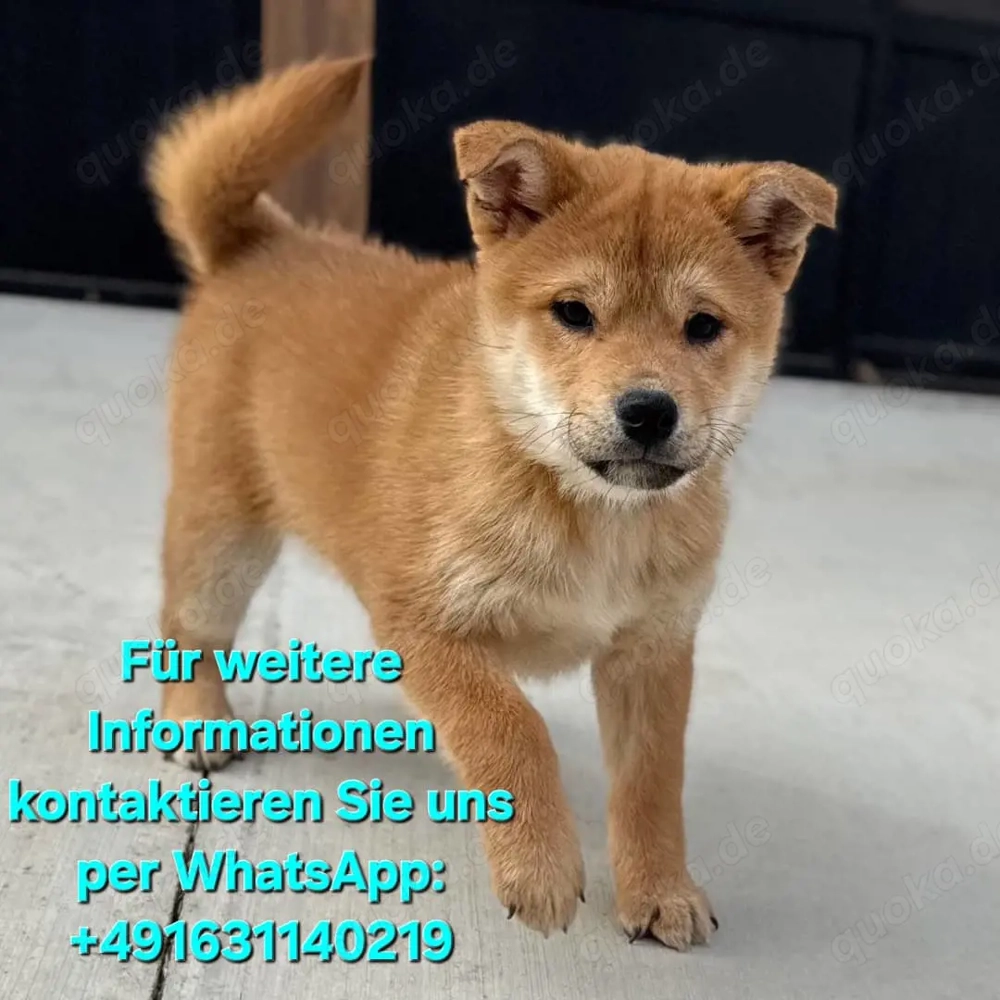 Shiba inu Welpen