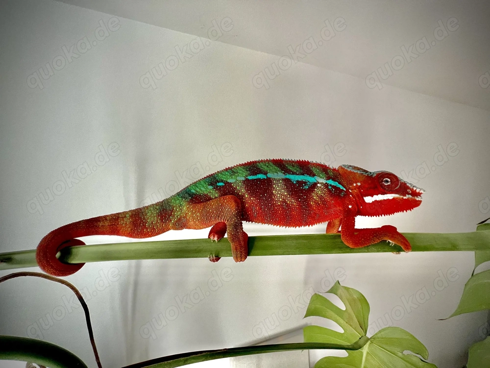 Wunderschöne Pantherchamäleon ( Furcifer pardalis) Nachzuchten zu verkaufen