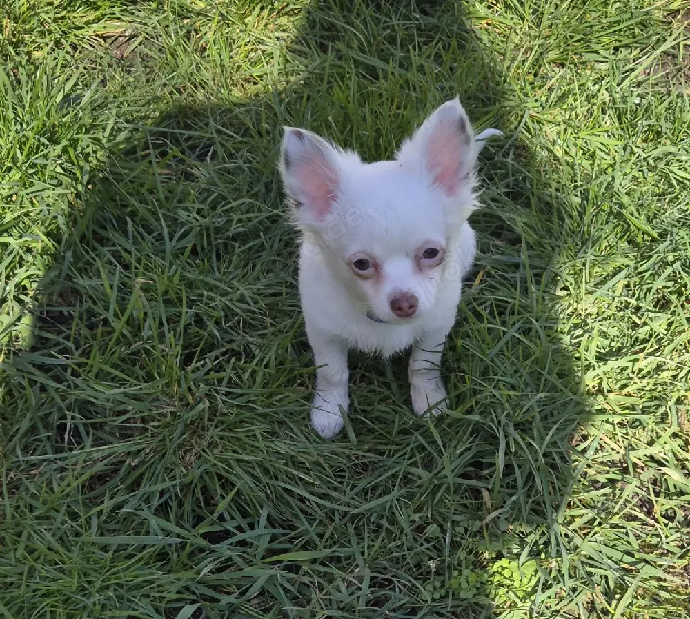 Chihuahua Rüde 