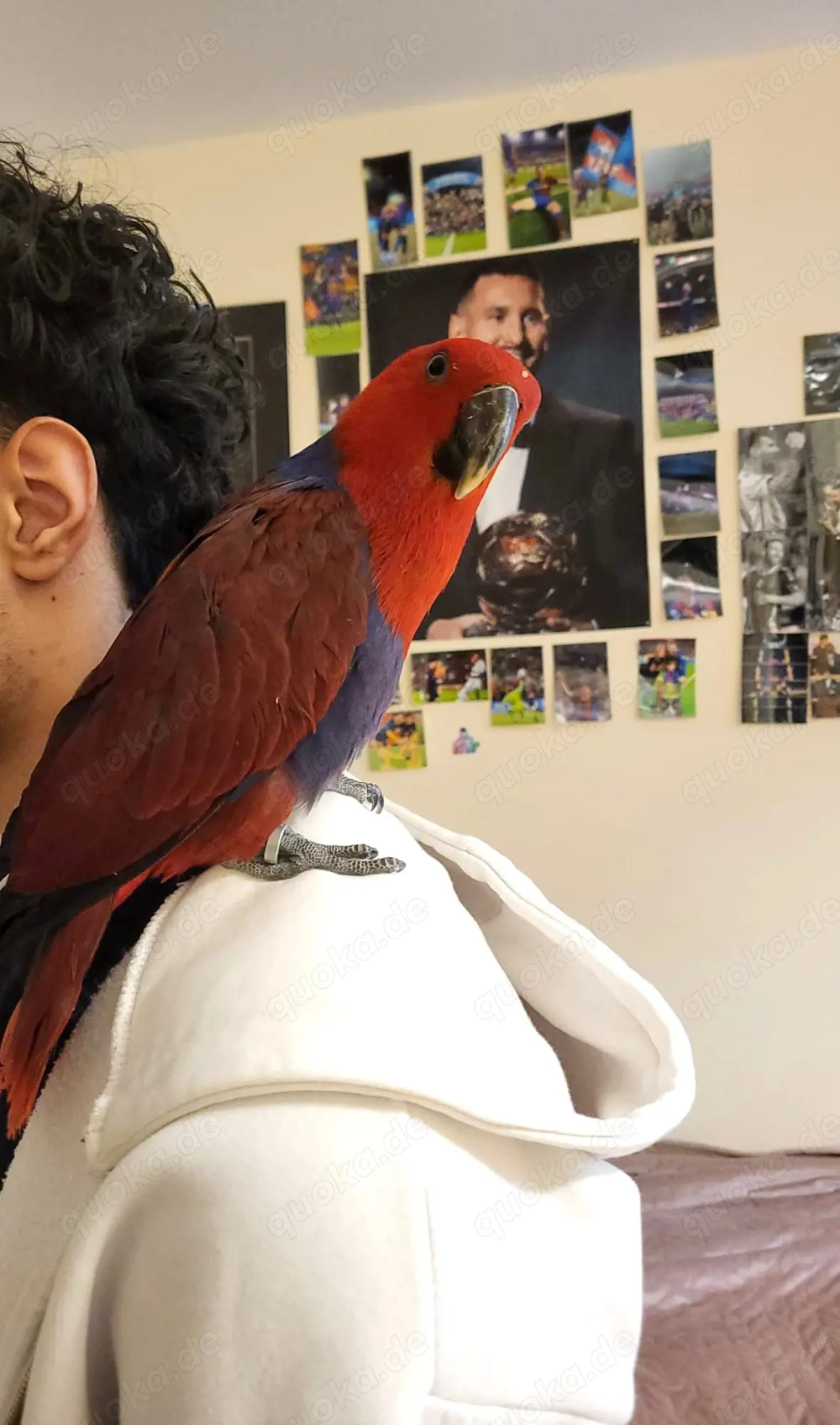 Edelpapagei (rot), ca. 10 Monate, sehr zahm mit voliere , tausch möglich 