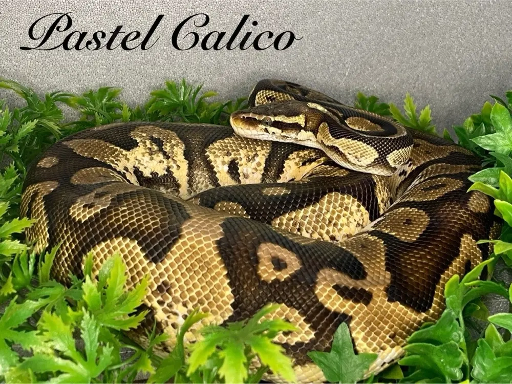 Königspython 0.1 Pastel Calico