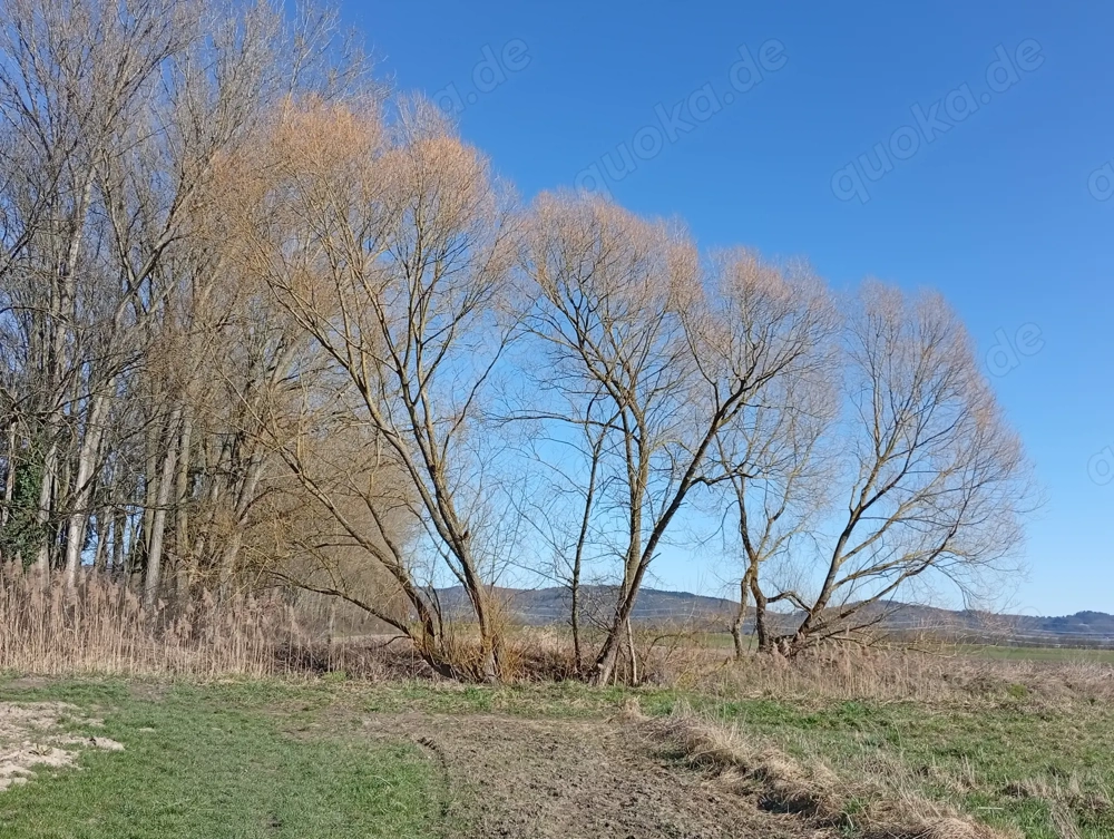 Nette, ruhige Wohnung gesucht